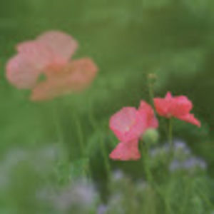 Meet your Posher, Kimberley